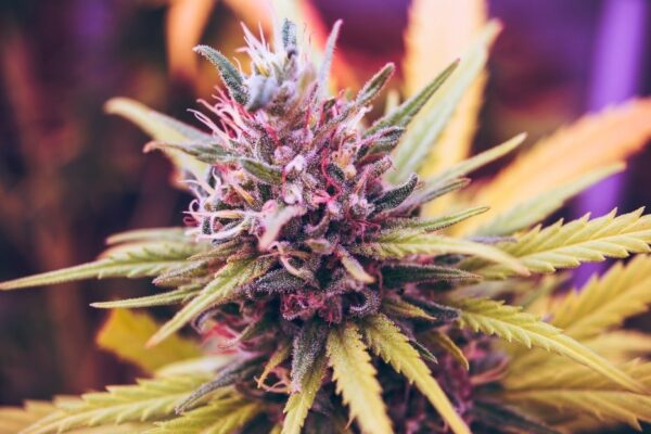 Cannabis Strains with a Great Flavor to Smoke